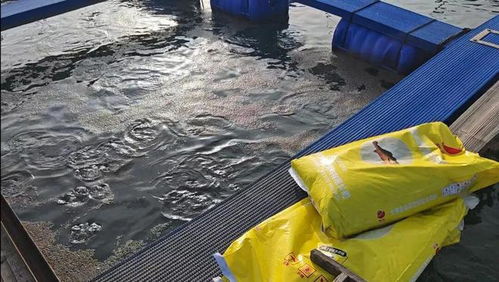 大黃魚料銷量全國前三 福州珊瑚飼料優質供應丨恒興大黃魚系列① 專訪福州珊瑚總經理蔣衛亮